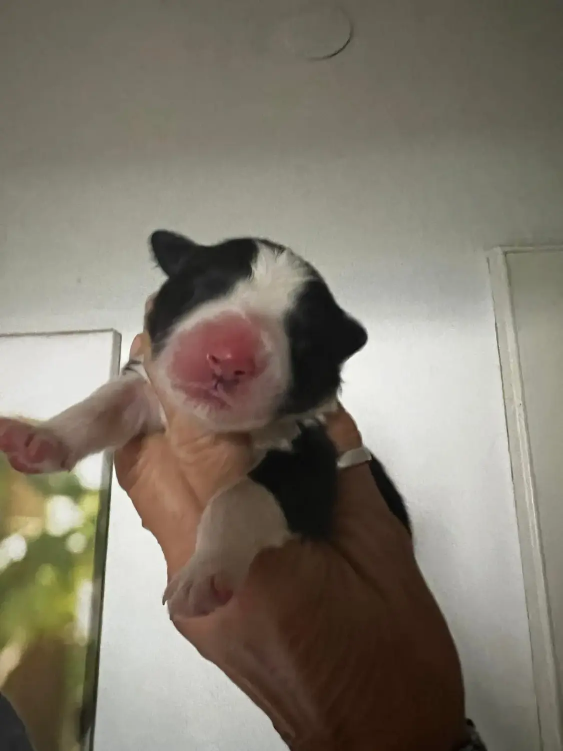 Border Collies of Cleverland Hund