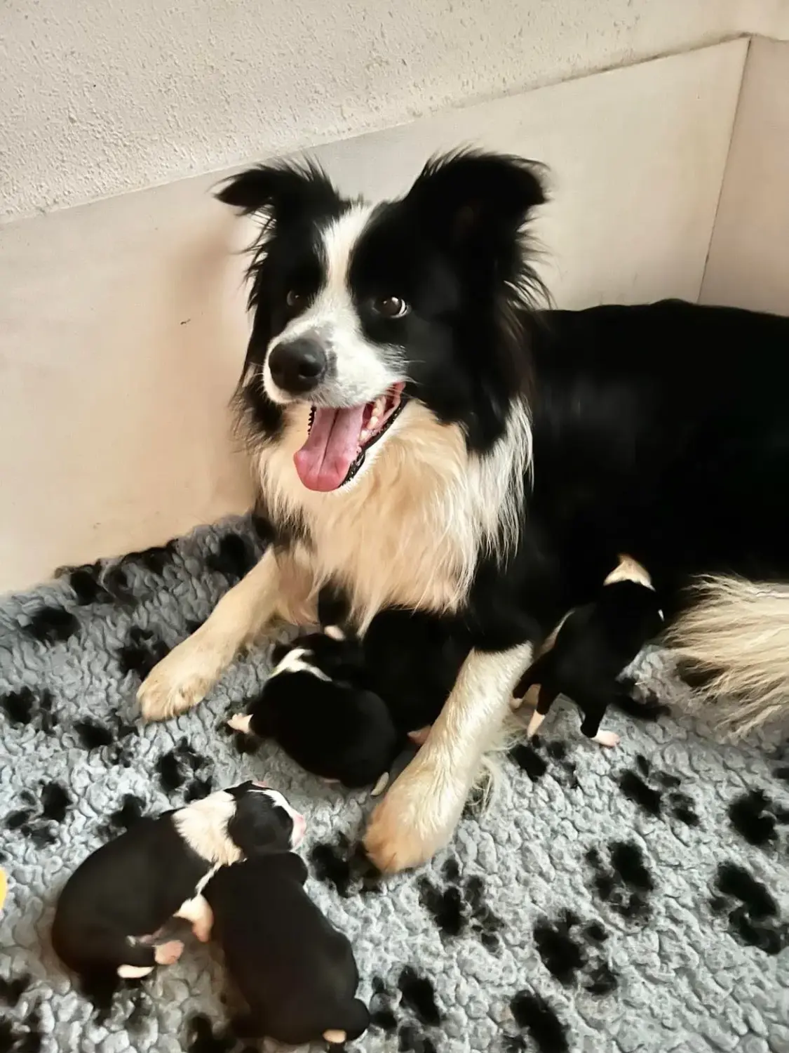 Border Collies of Cleverland Hund mit Hundebabys