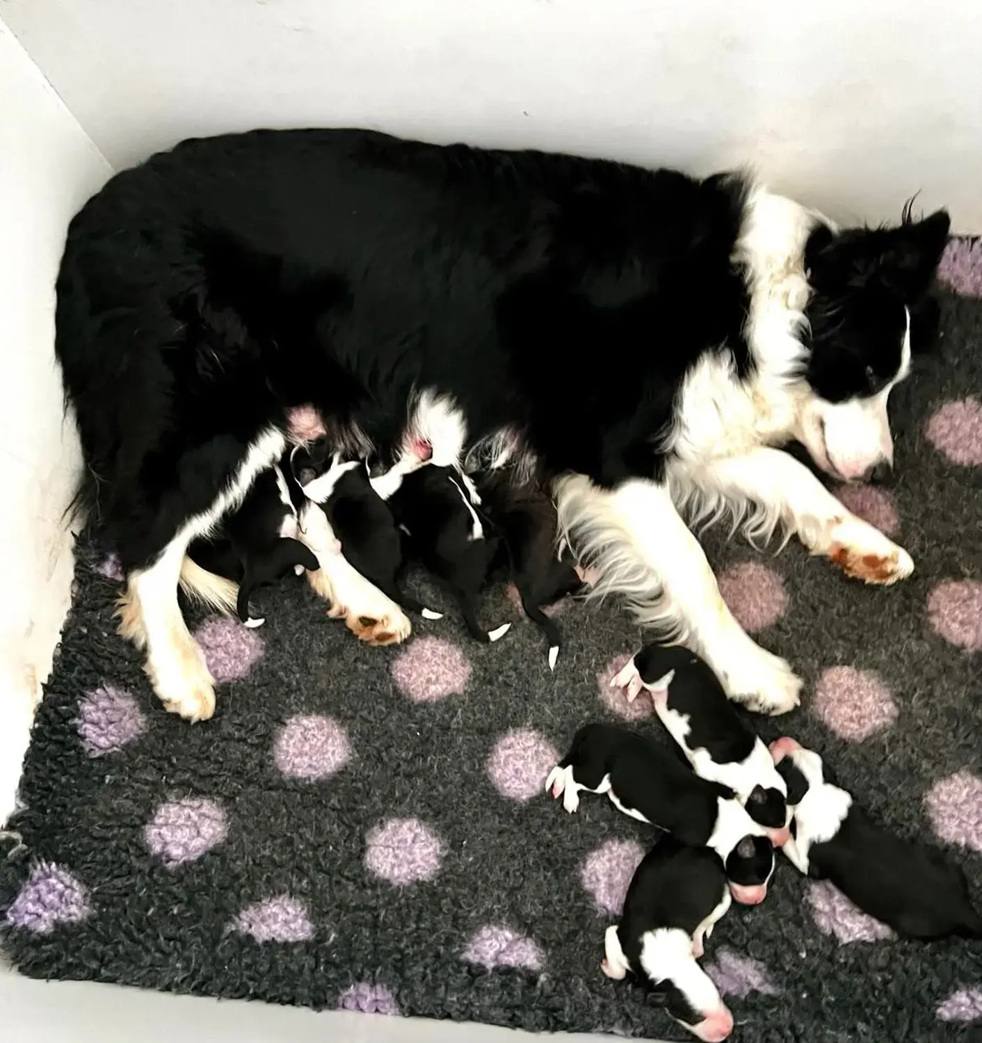 Border Collies of Cleverland Hund schläft mit Hundebabys