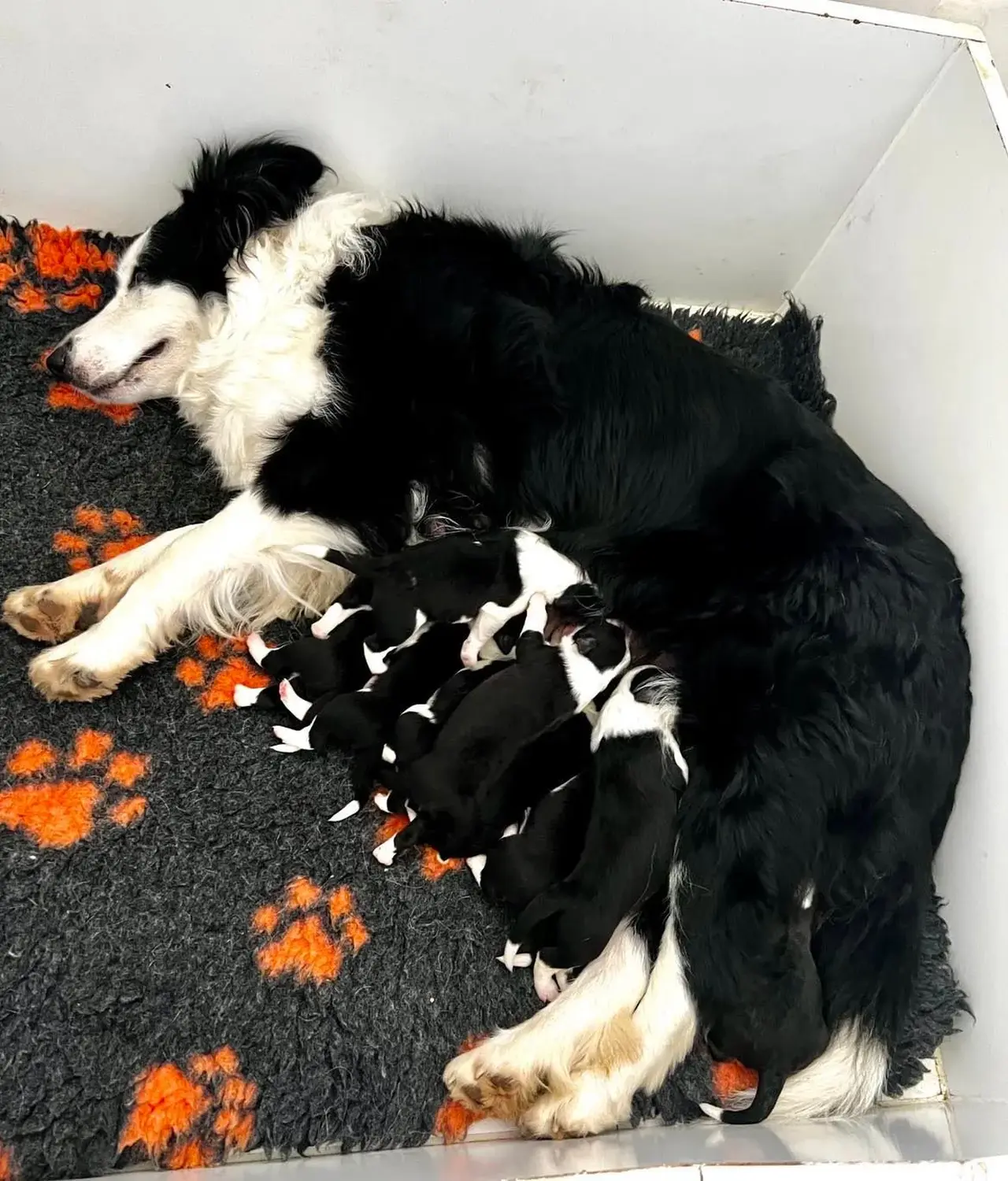 Border Collies of Cleverland Hund