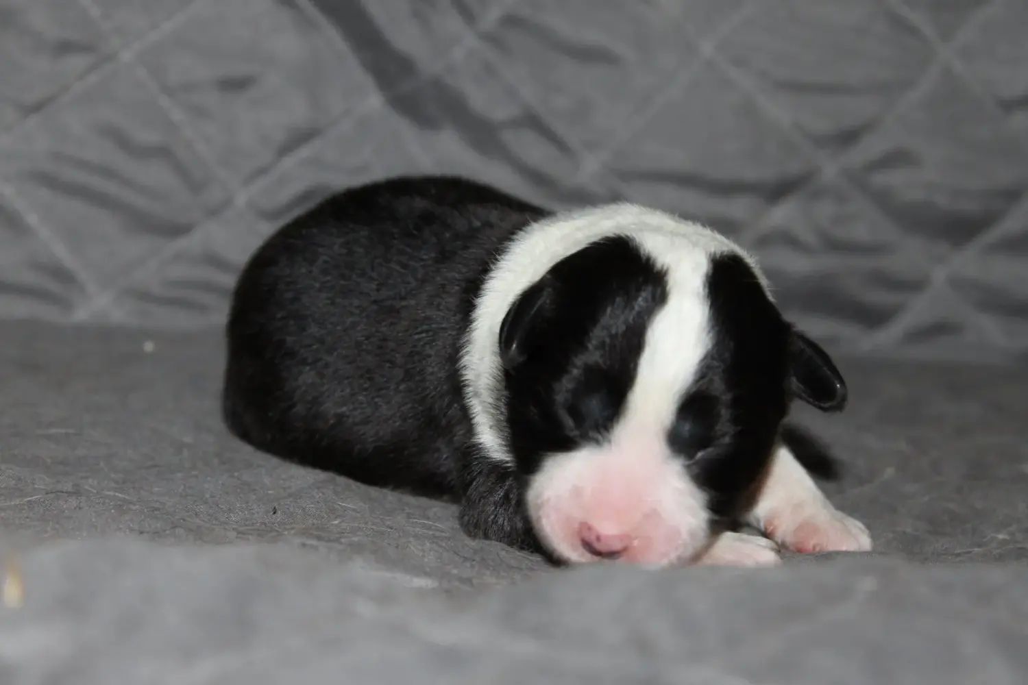 Border Collies of Cleverland schläfriger Hund