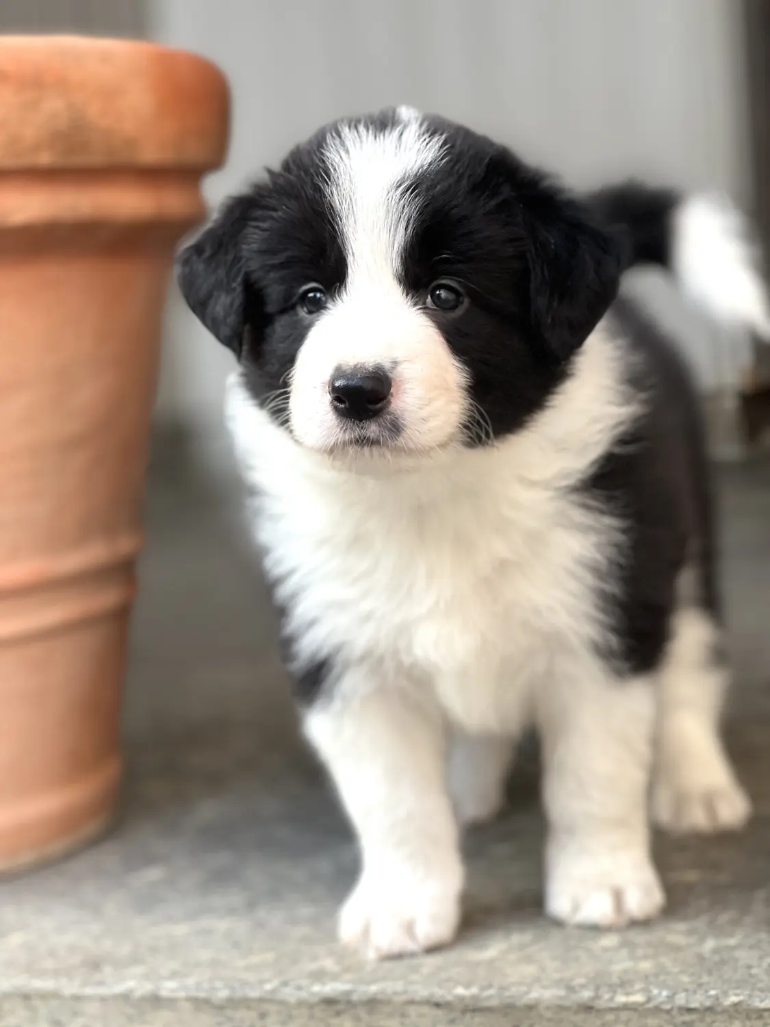 Border Collies of Cleverland Welpe auf einer Wiese