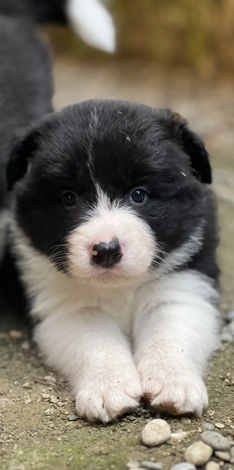 Border Collies of Cleverland Welpe auf einer Wiese