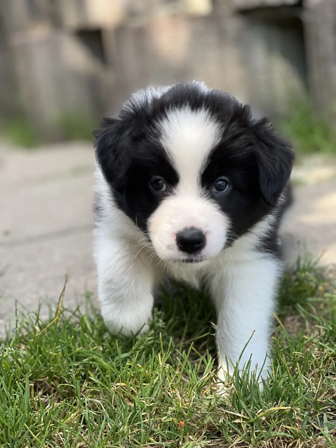 Border Collies of Cleverland Welpe auf einer Wiese