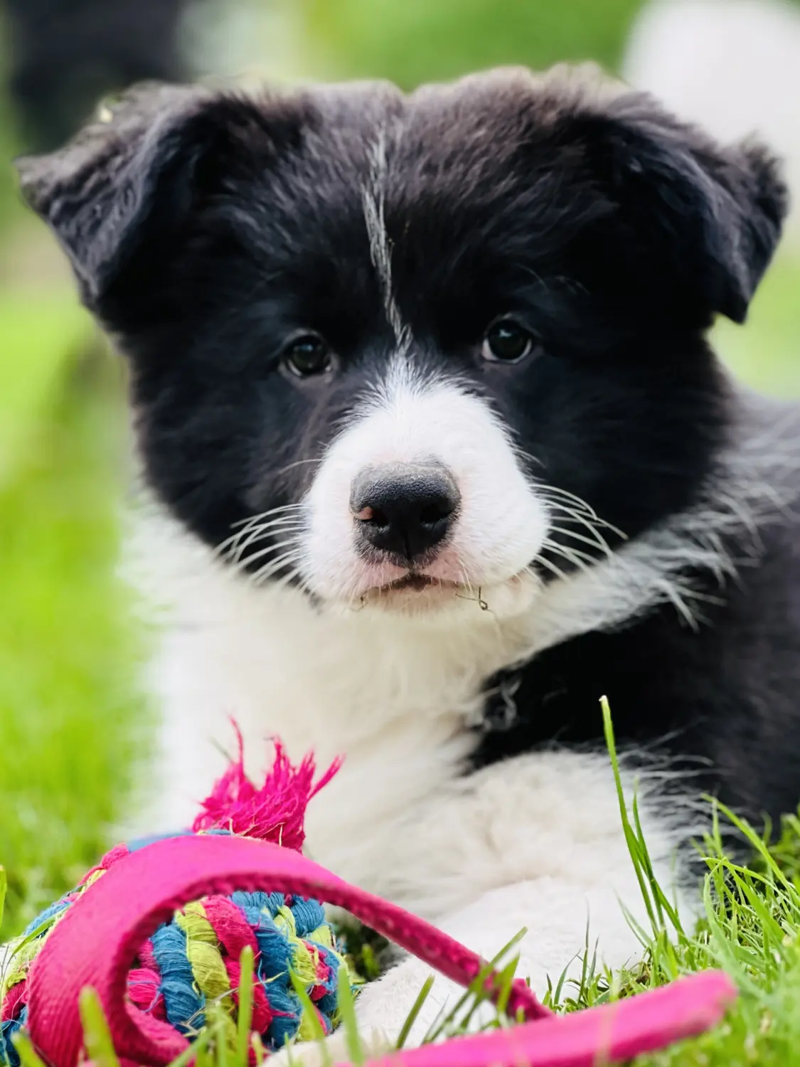 Border Collies of Cleverland Welpe auf einer Wiese