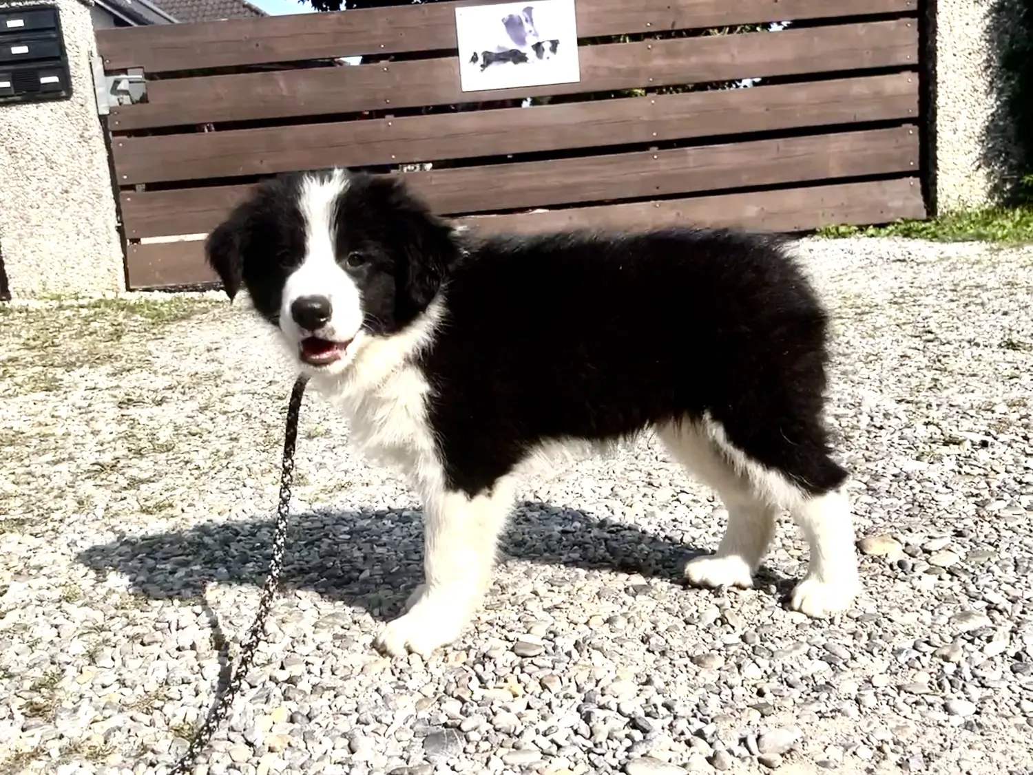 Border Collies of Cleverland Welpe auf einer Wiese