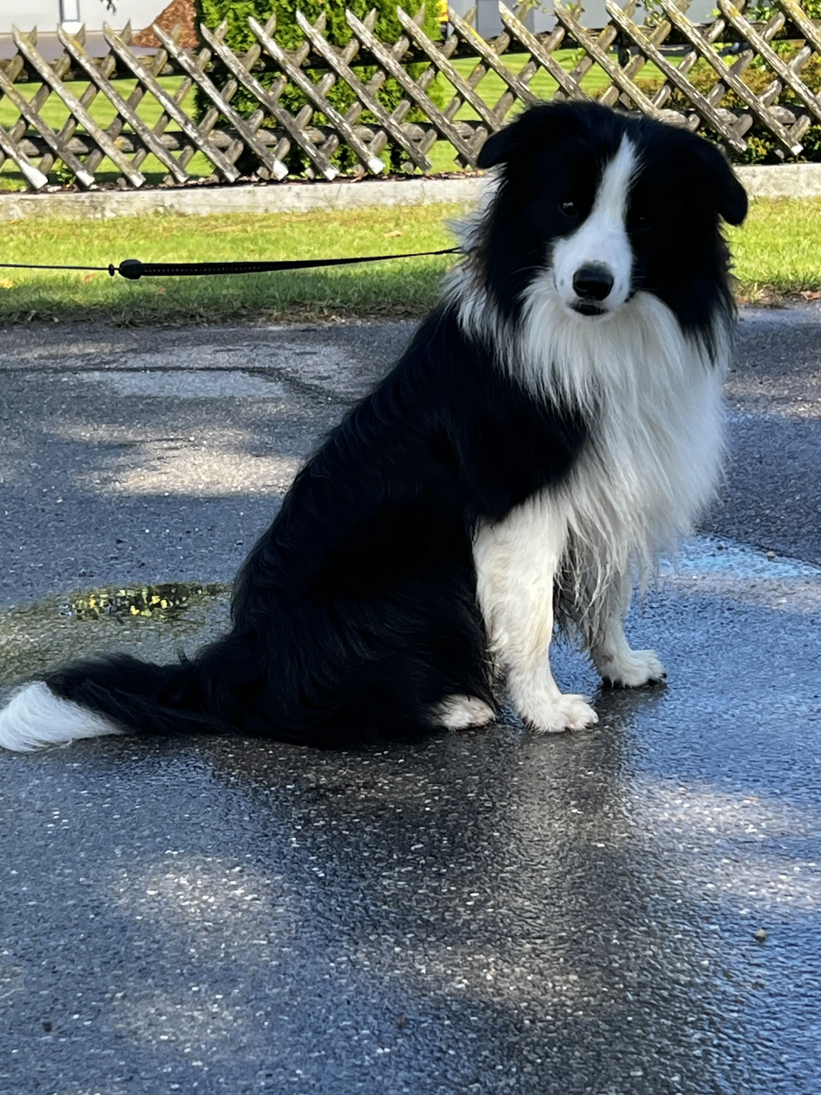 Border Collies of Cleverland Welpe auf einer Wiese