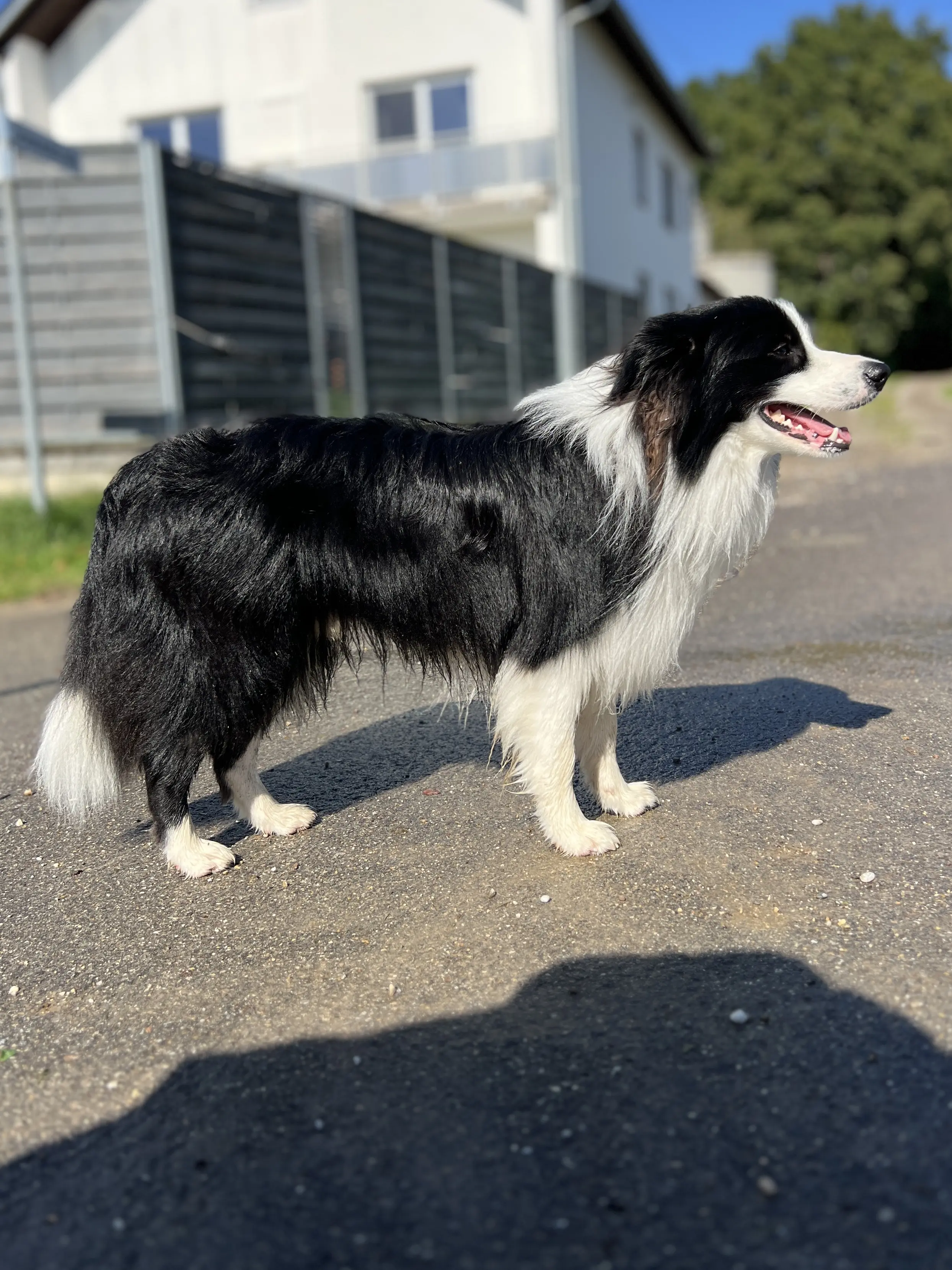 Border Collies of Cleverland Welpe auf einer Wiese