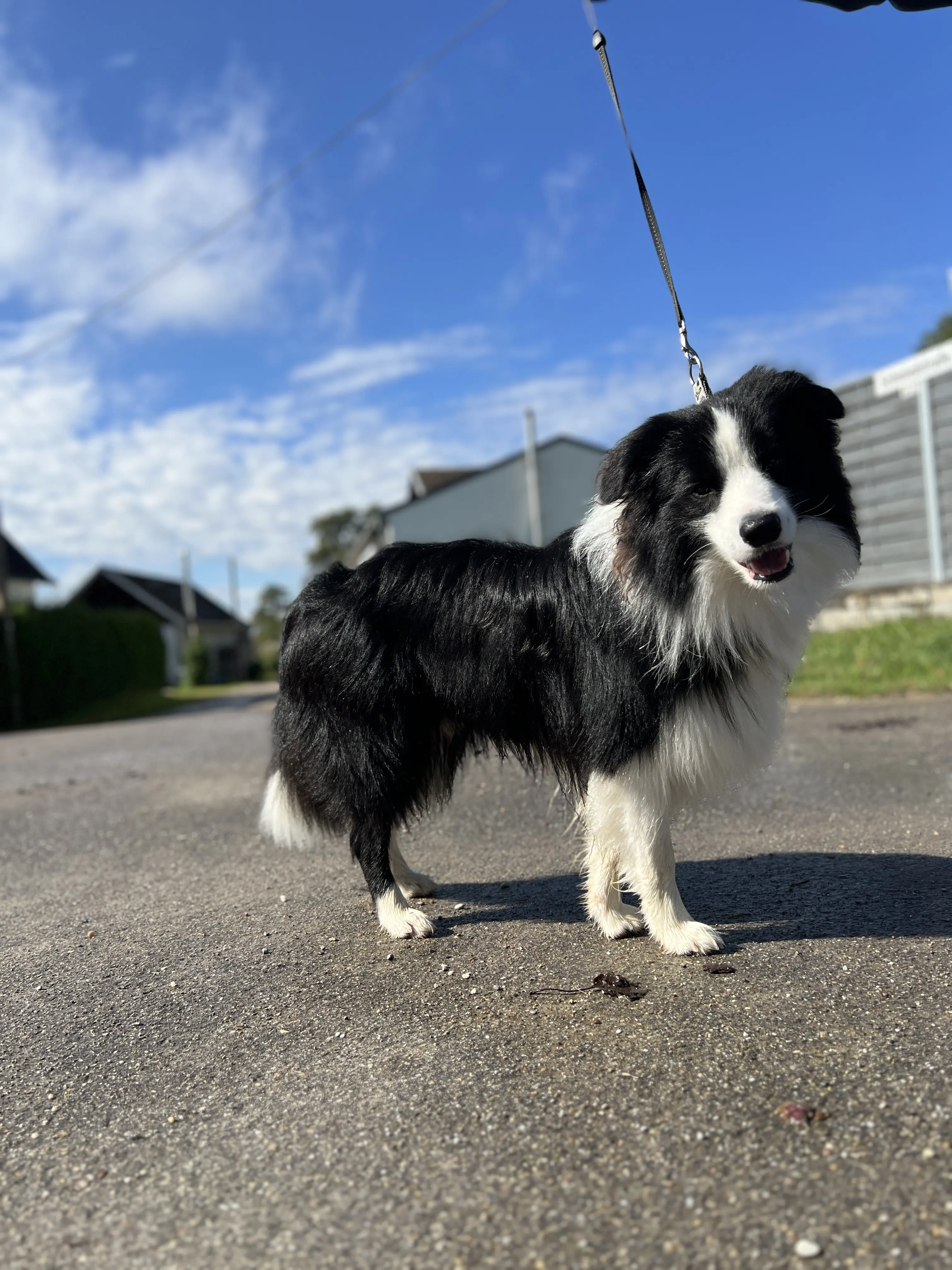 Border Collies of Cleverland Welpe auf einer Wiese