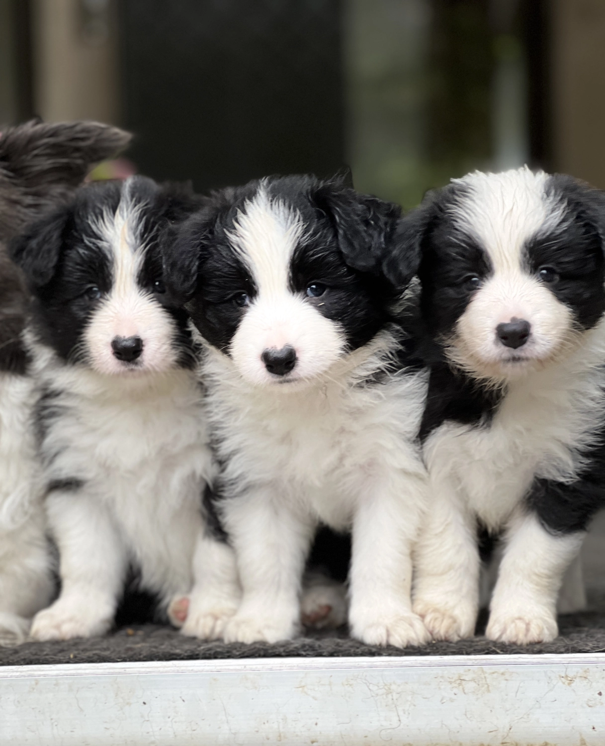 Border Collies of Cleverland Welpe auf einer Wiese