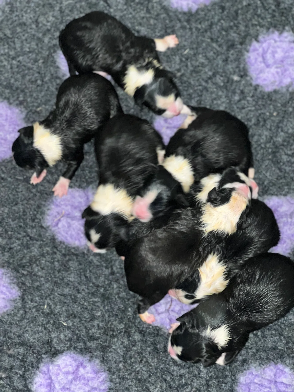 Border Collies of Cleverland Welpe auf einer Wiese