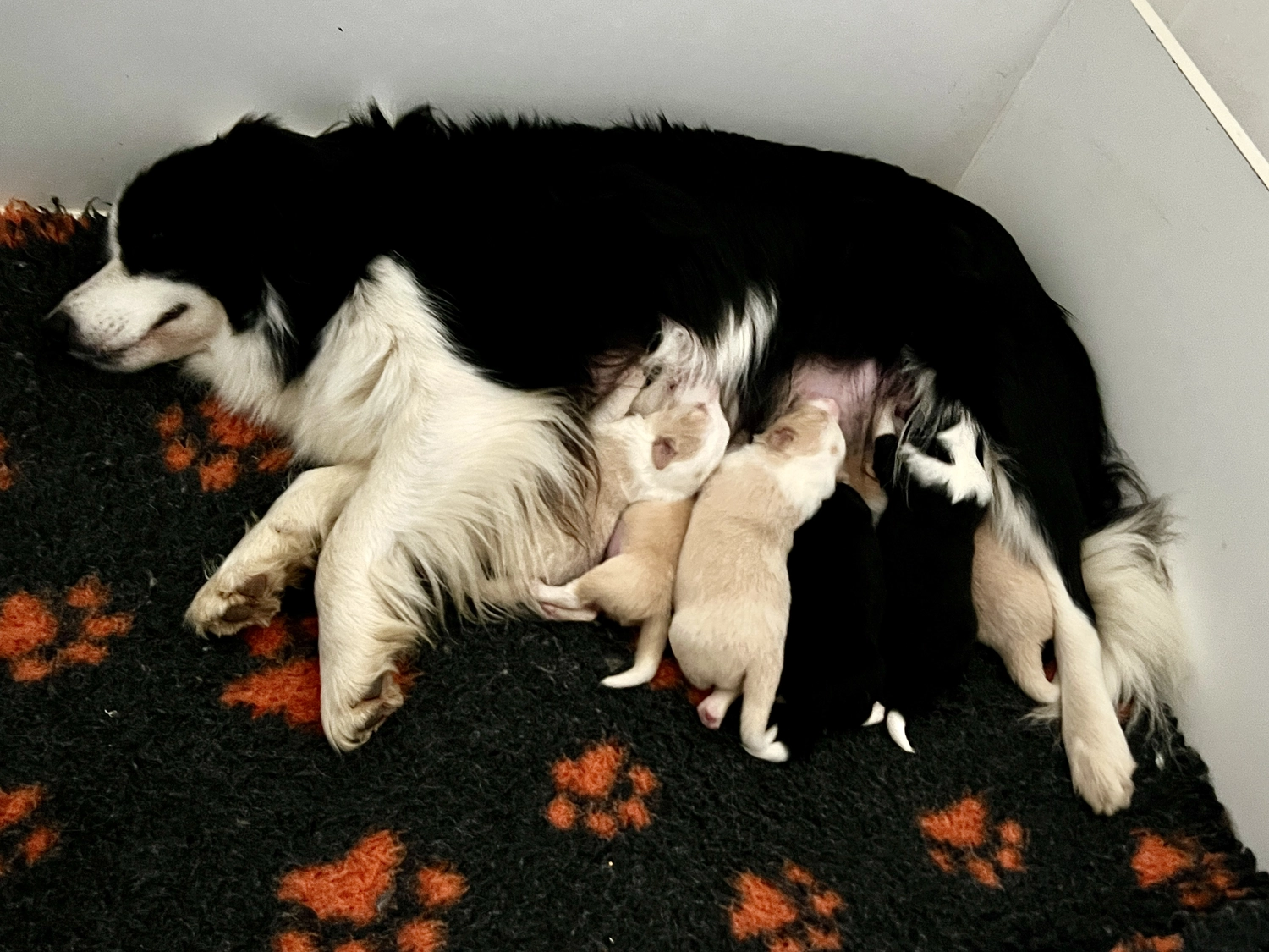 Border Collies of Cleverland Welpe auf einer Wiese