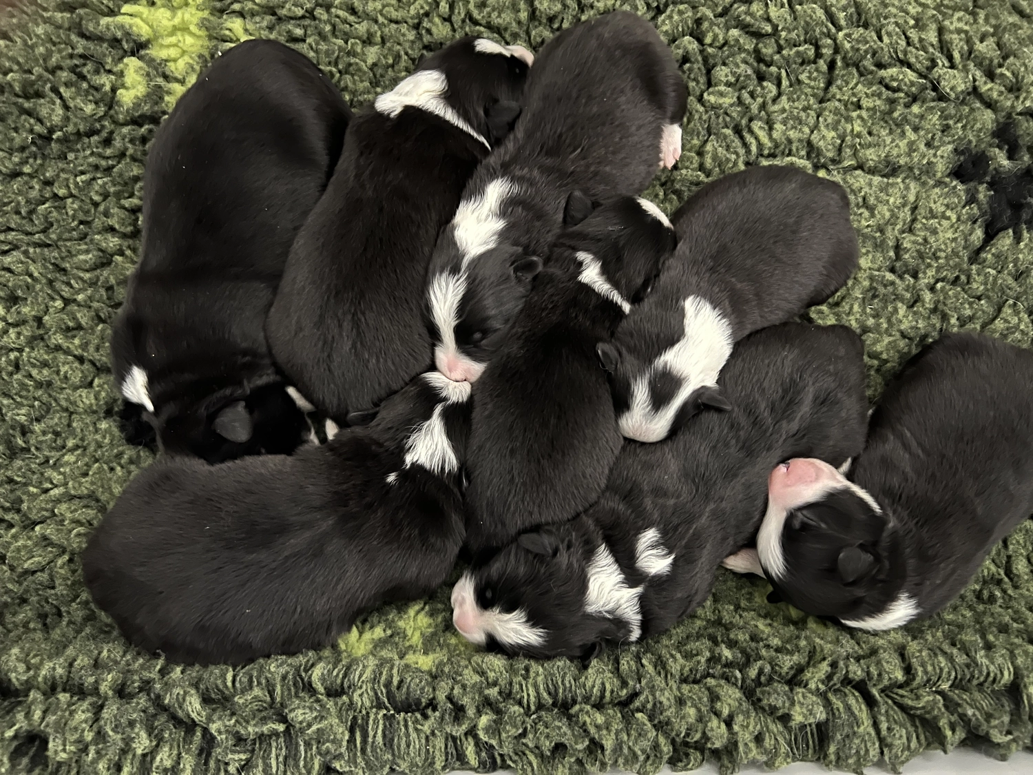 Border Collies of Cleverland Welpe auf einer Wiese